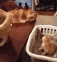 Cats Wow GIF by JustViral.Net