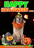 Happy Halloween Cute Dog Pj Petjuvenate GIF by PetJuvenate - PJ