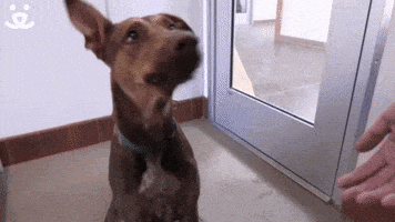 High Five Well Done GIF by Best Friends Animal Society