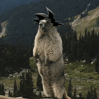 Super Saiyan Marmot GIF