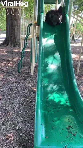 Bear Slide GIF