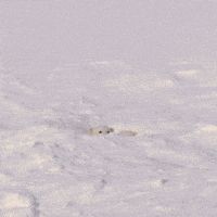 polar bear snow GIF