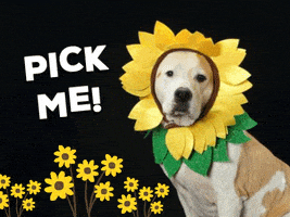 Dog Halloween GIF by Nebraska Humane Society
