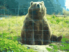 gif used in post