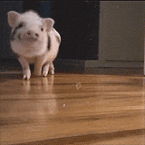 gif used in post