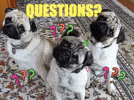 Questions about the liver cleanse....