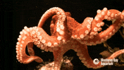 Fascinating Facts Friday – Octopuses!