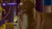 NSDTR - Nova Scotia Duck Tolling Retriever 