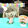 Happy Birthday Rebecca!