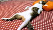 Friday Funny (Feline Form)