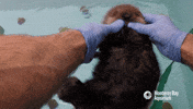 The Otter Games