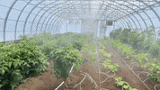 Where is your favorite place to buy plants?