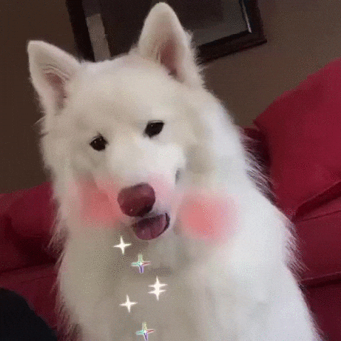 GIF from GIPHY