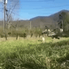 Baby Animals Flirt GIF by Justin