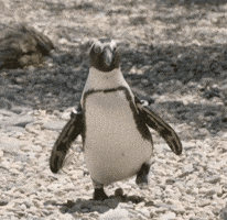 penguin thumbnail