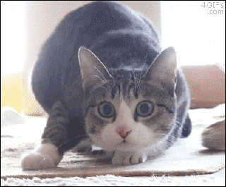 image gifFunny GIF