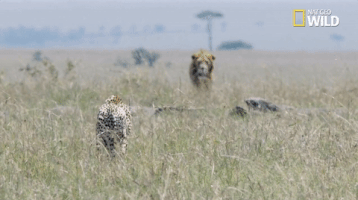 african cats big cat week GIF by Nat Geo Wild 