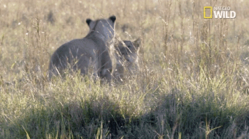 african cats big cat week GIF by Nat Geo Wild 