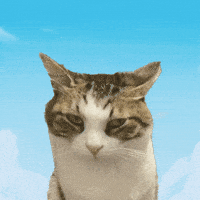 Cute Cat GIF by Furrend