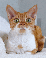 Devon Rex Eye Roll GIF