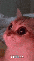 Cats Eyes GIF by telecoming