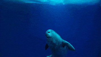 swim seal GIF