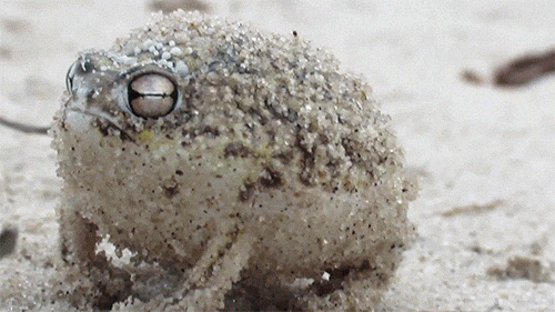 Giphy - Desert Rain Frog GIF