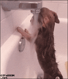 Giphy - Sad Dog GIF