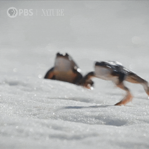 Giphy - Pbs Nature Frog GIF by Nature on PBS