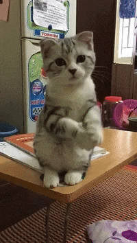 Giphy - GIF by ViralHog