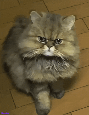 Giphy - Angry Cat GIF