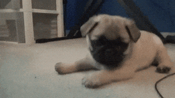happy funny dog GIF