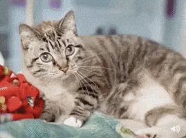 cat adopt GIF by Nebraska Humane Society 