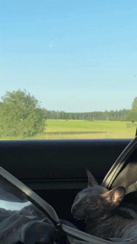 Random GIF
