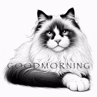 Good Morning Cat GIF