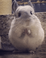 Chinchilla GIF