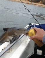 Catfish Beer Fish GIF