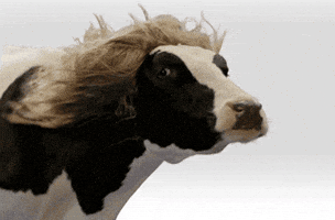 Cow Appreciation Day GIF Cow Appreciation Day GIF