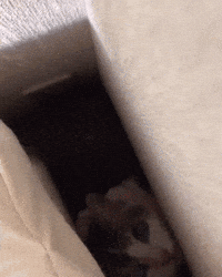 trending gifs