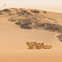 Look Out Pbs Nature GIF by Nature on PBS