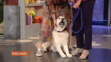 Dog Love GIF by Rachael Ray Show