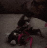 afv GIF by America's Funniest Home Videos