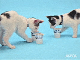 Cat Drink Up GIF by ASPCA