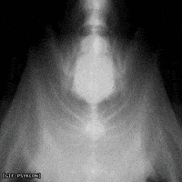 Art Loop GIF by Psyklon