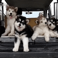 Confused Dogs GIF Confused Dogs GIF