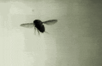 Fruit Flies GIFs - Find & Share on GIPHY