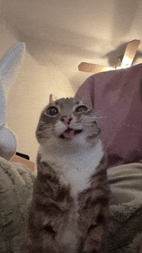 200w.gif