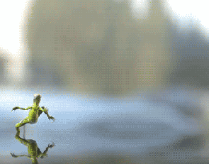 Running Lizard GIFs - Find & Share on GIPHY