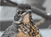 200w.gif
