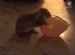 Animals Fails GIFs - Find & Share on GIPHY, حجم الصورة 306x223